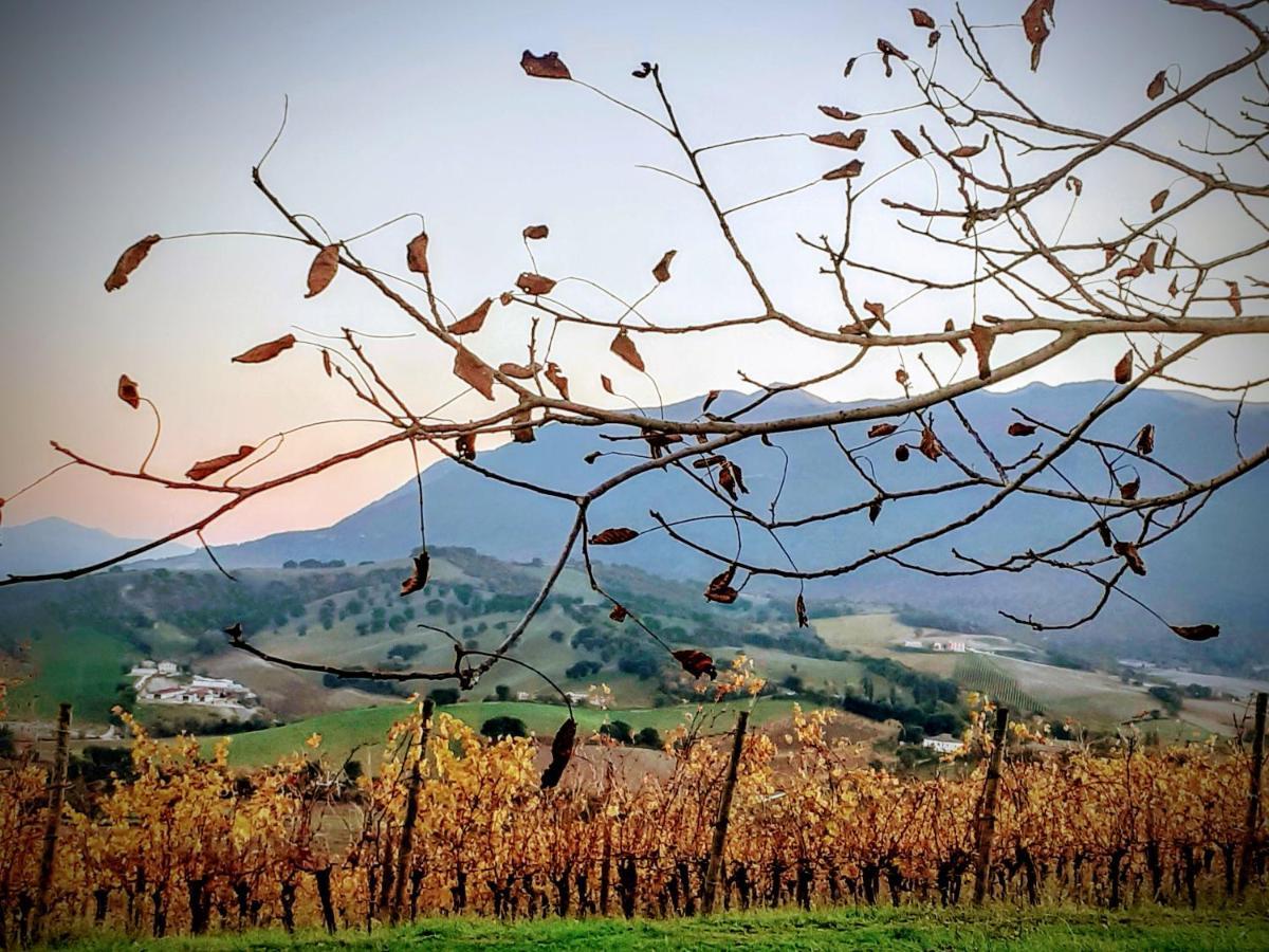 Tenuta Grimaldi Wine Resort มาเตลิกา ภายนอก รูปภาพ